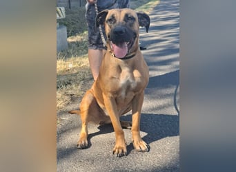 Marmaduke ist sehr freundlich, aktiv, verspielt , menschenbezogen !