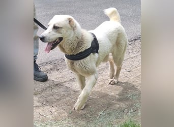 Amy ist eine ruhige, freundliche Hündin !