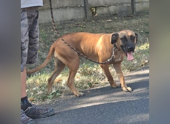 Marmaduke ist sehr freundlich, aktiv, verspielt , menschenbezogen !
