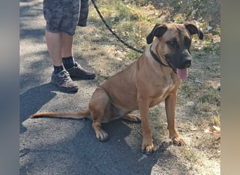 Marmaduke ist sehr freundlich, aktiv, verspielt , menschenbezogen !
