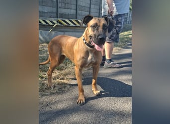 Marmaduke ist sehr freundlich, aktiv, verspielt , menschenbezogen !