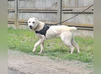 Amy ist eine ruhige, freundliche Hündin !