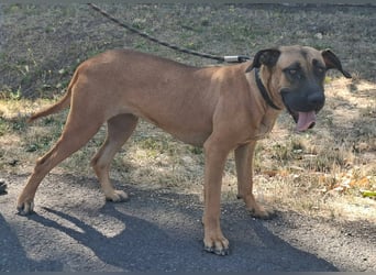 Marmaduke ist sehr freundlich, aktiv, verspielt , menschenbezogen !