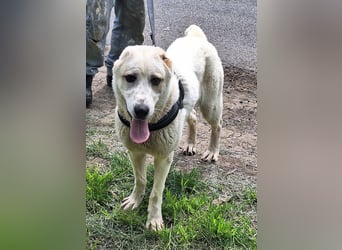 Amy ist eine ruhige, freundliche Hündin !