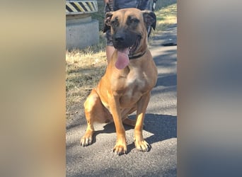 Marmaduke ist sehr freundlich, aktiv, verspielt , menschenbezogen !