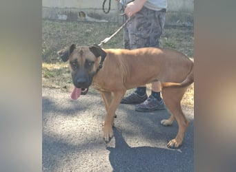 Marmaduke ist sehr freundlich, aktiv, verspielt , menschenbezogen !