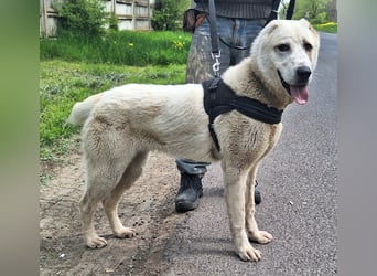 Amy ist eine ruhige, freundliche Hündin !