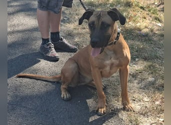 Marmaduke ist sehr freundlich, aktiv, verspielt , menschenbezogen !