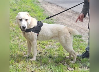 Amy ist eine ruhige, freundliche Hündin !