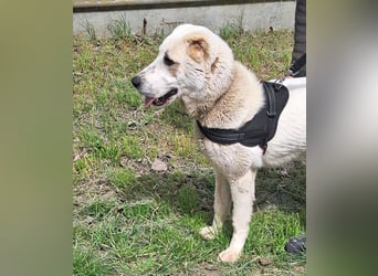 Amy ist eine ruhige, freundliche Hündin !