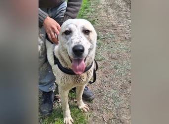 Amy ist eine ruhige, freundliche Hündin !