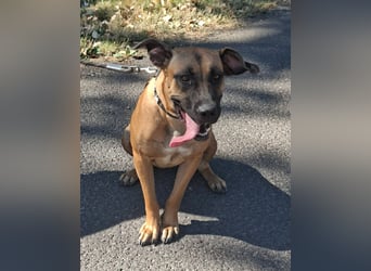 Marmaduke ist sehr freundlich, aktiv, verspielt , menschenbezogen !