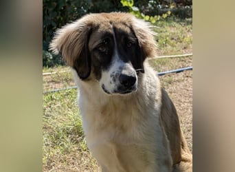 Ley, geb. ca. 12/2024, lebt in GRIECHENLAND, auf einer privaten Pflegestelle