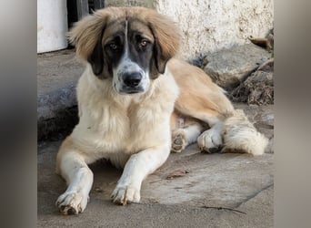 Ley, geb. ca. 12/2024, lebt in GRIECHENLAND, auf einer privaten Pflegestelle