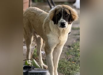 Ley, geb. ca. 12/2024, lebt in GRIECHENLAND, auf einer privaten Pflegestelle