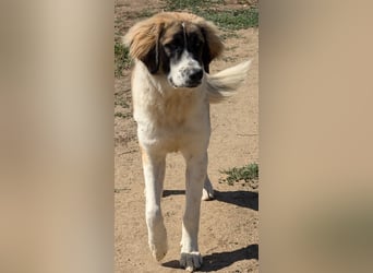 Ley, geb. ca. 12/2024, lebt in GRIECHENLAND, auf einer privaten Pflegestelle