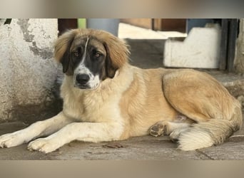 Ley, geb. ca. 12/2024, lebt in GRIECHENLAND, auf einer privaten Pflegestelle