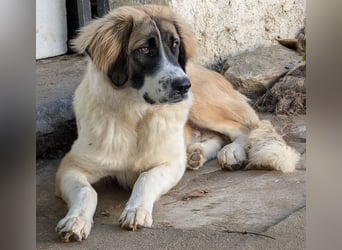 Ley, geb. ca. 12/2024, lebt in GRIECHENLAND, auf einer privaten Pflegestelle