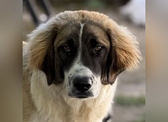 Ley, geb. ca. 12/2024, lebt in GRIECHENLAND, auf einer privaten Pflegestelle