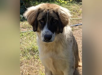 Ley, geb. ca. 12/2024, lebt in GRIECHENLAND, auf einer privaten Pflegestelle