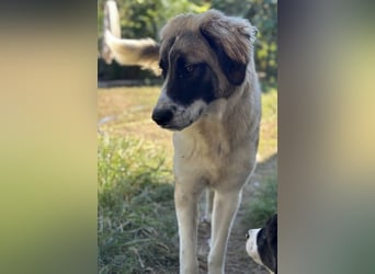 Ley, geb. ca. 12/2024, lebt in GRIECHENLAND, auf einer privaten Pflegestelle