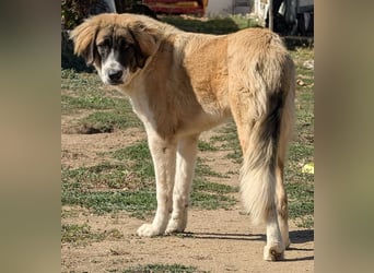 Ley, geb. ca. 12/2024, lebt in GRIECHENLAND, auf einer privaten Pflegestelle