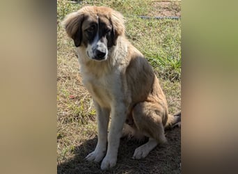 Ley, geb. ca. 12/2024, lebt in GRIECHENLAND, auf einer privaten Pflegestelle