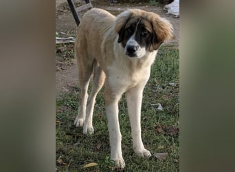 Ley, geb. ca. 12/2024, lebt in GRIECHENLAND, auf einer privaten Pflegestelle