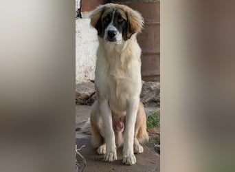 Ley, geb. ca. 12/2024, lebt in GRIECHENLAND, auf einer privaten Pflegestelle