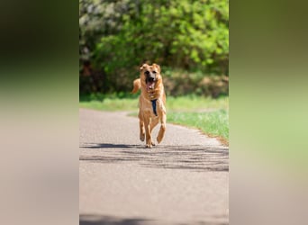 Freundlicher Waldaj sucht seine Familie