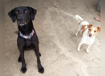 Mila (Spanien) – liebevolle Hundedame mit großem Herzen sucht ihr Zuhause
