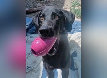 Mila (Spanien) – liebevolle Hundedame mit großem Herzen sucht ihr Zuhause