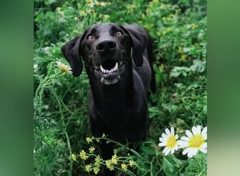 Mila (Spanien) – liebevolle Hundedame mit großem Herzen sucht ihr Zuhause