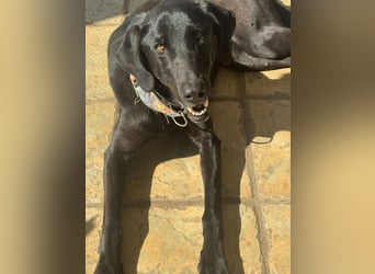 Mila (Spanien) – liebevolle Hundedame mit großem Herzen sucht ihr Zuhause