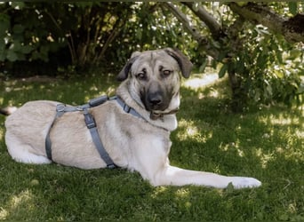 Menschenbezogener MYCROFT sucht neue Pflege- oder Endstelle
