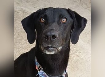 Mila (Spanien) – liebevolle Hundedame mit großem Herzen sucht ihr Zuhause