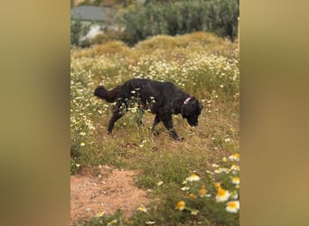 Julia (Spanien) – von der Straße bereit für ihr Zuhause