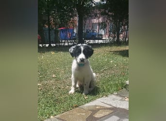 Hermes sucht seine Familie