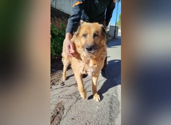 Toby ein Teddybär auf vier Pfoten