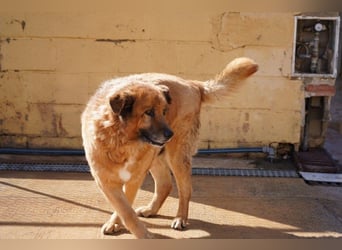 Toby ein Teddybär auf vier Pfoten