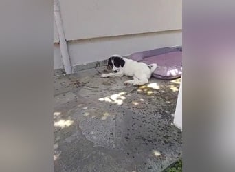 Hermes sucht seine Familie