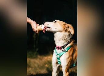 Fröhlicher Asik sucht seine Menschen