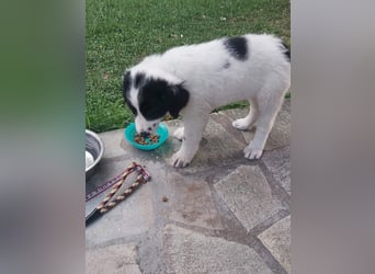 Hermes sucht seine Familie