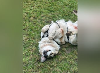 Gaia – eine treue Weggefährtin sucht ihr Für-immer-Zuhause