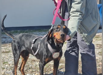 Fotis - sanfter Tanzbär voller Lebensfreude sucht sein Zuhause für immer!
