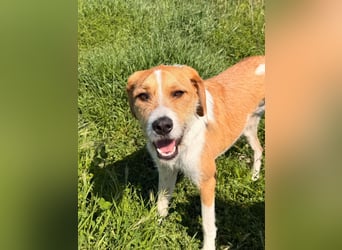 Karli - ein lebensfroher Familienhund sucht Dich!