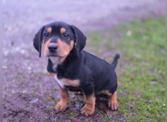 Cupcake - ein kleines Wunder mit großem Herzen