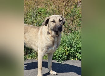 Nick – vom kleinen Kämpfer zum großen Herzenshund sucht seine Familie