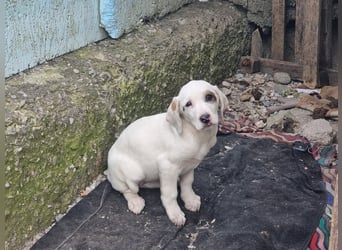 Snow -eine zarte Seele sucht ihr Glück