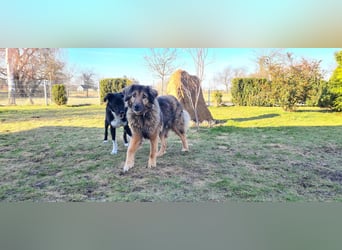 Senior Silas sucht seinen Ruhestand – ein souveräner Begleiter mit großem Herz